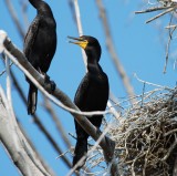 DCCO (Double crested Cormorant)_1.JPG