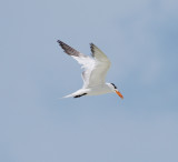 Royal Tern_10.JPG