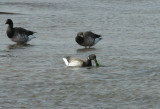 Brant feeding_Sea Isle NJ Nov 08 SGS.jpg