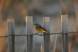 Western Palm Warbler