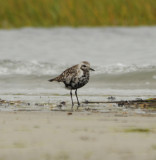 Black-bellied Plover_ad molting to basic