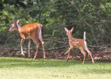 Arkansas Post Doe and Fawn