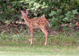 Arkansas Post Fawn