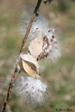 Milkweed Pods.jpg