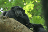 Thoughtful Chimp @ Kabale National Park