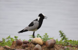 Blacksmith Plover