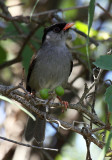 Bush Blackcap