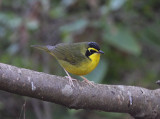 Kentucky Warbler