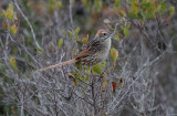 Cape Grassbird