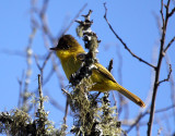 African (Dark-crowned) Yellow Warbler