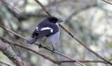 Fiscal Flycatcher