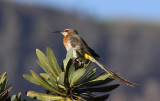 Gurneys Sugarbird