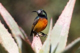 Orange-breasted Sunbird