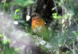 Orange Ground-Thrush