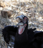 Southern Ground-Hornbill (juvenile)