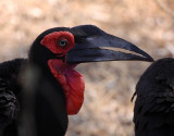 Southern Ground-Hornbill (adult)