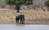 African Elephant and Giraffes