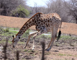 Giraffe (and Red-billed Oxpeckers)
