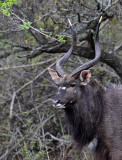 Nyala (male)