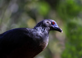 Sickle-winged Guan