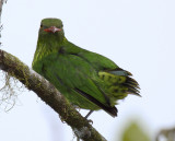 Orange-breasted Fruiteater (female)