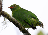 Orange-breasted Fruiteater (female)