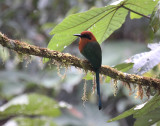 Broad-billed Motmot