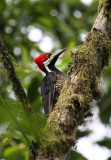 Guayaquil Woodpecker (female)