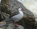 Torrent Duck (male)