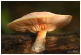 Wrinkled peach - Zalmzwam - Rhodotus palmatus