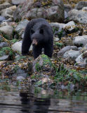 Telegraph Cove Bear 2.jpg