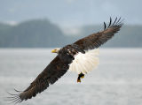 Telegraph Cove Eagle 3