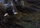 Telegraph Cove Eagle 4.jpg