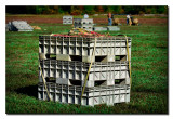 Pallets filled with Cranberries