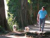 la promenade des chiens