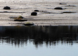 les sapins dans l'eau