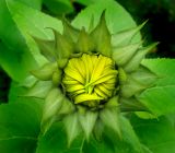 la fleur de tournesol à éclore