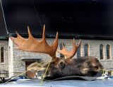 le trophe de chasse de la Malbaie