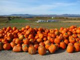 Octobre, la saison des courges à L'ile