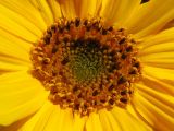 le coeur du tournesol