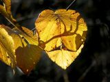 lombre sur les feuilles