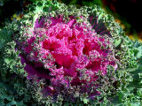 la fleur frisée