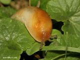 Orange Slug 01