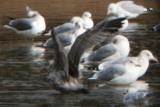 gull 11142009 Larimer CO NK 004.jpg