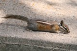 Least Chipmunk (Colorado)