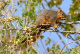 Eastern Fox Squirrel (Colorado)