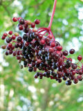 Elderberries