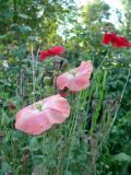 September poppies