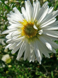 Aster