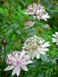 Astrantia major